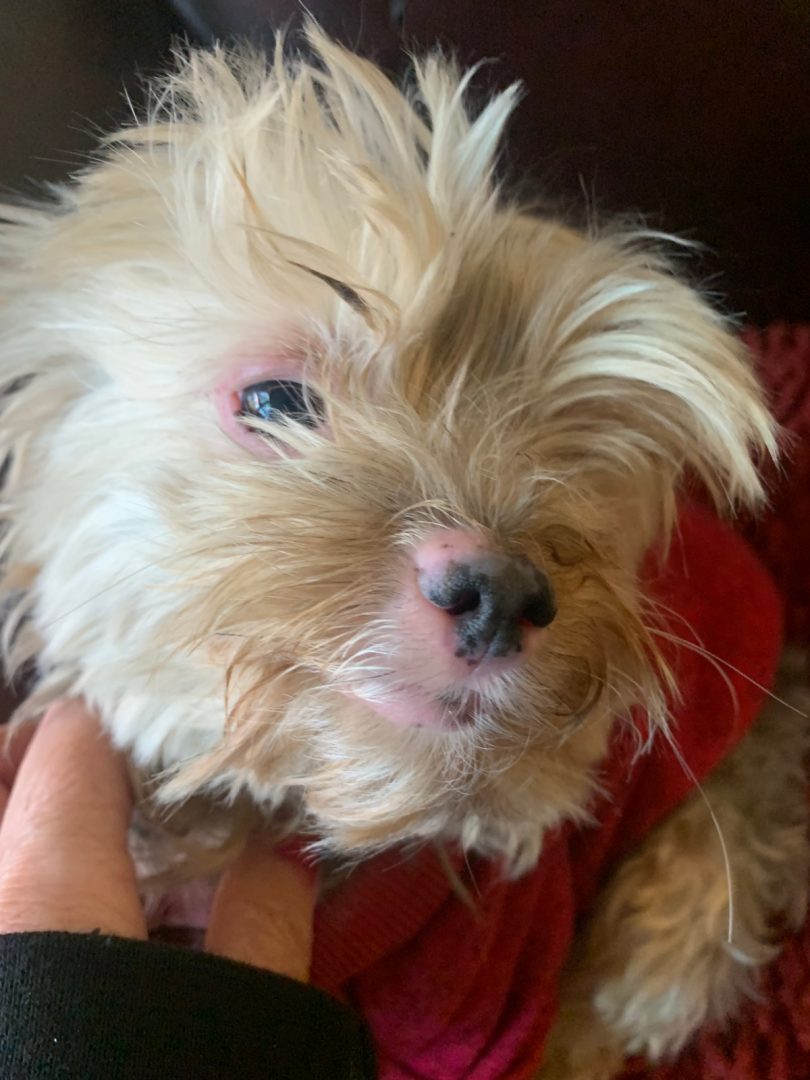 Common Yorkie Skin Problems and How to Prevent Them Yorkie Universe