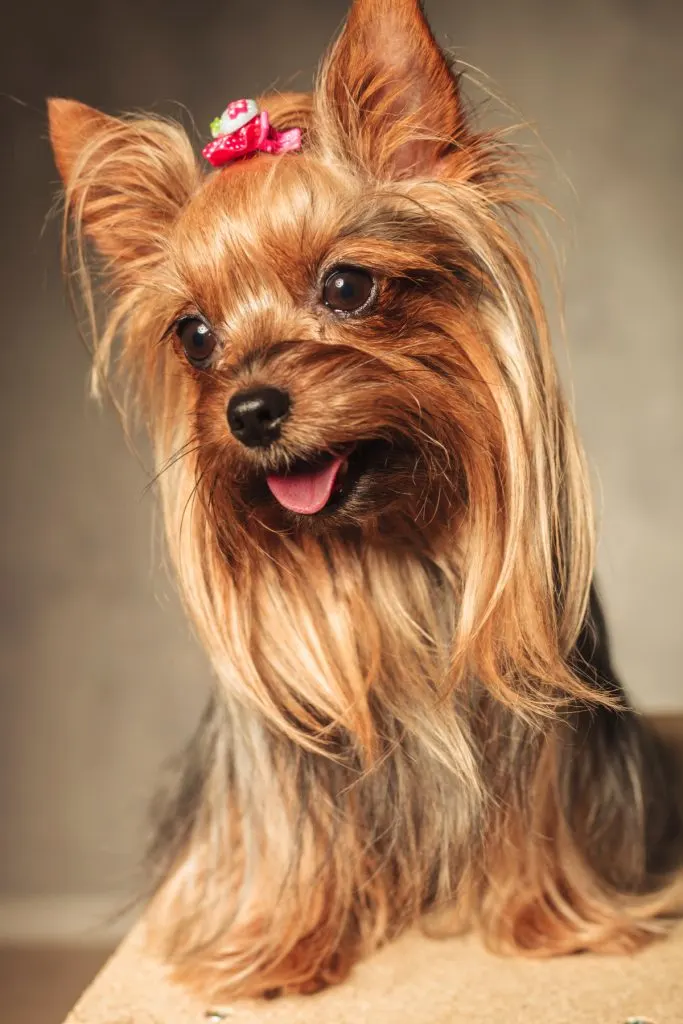 Yorkie with long hair and red bow