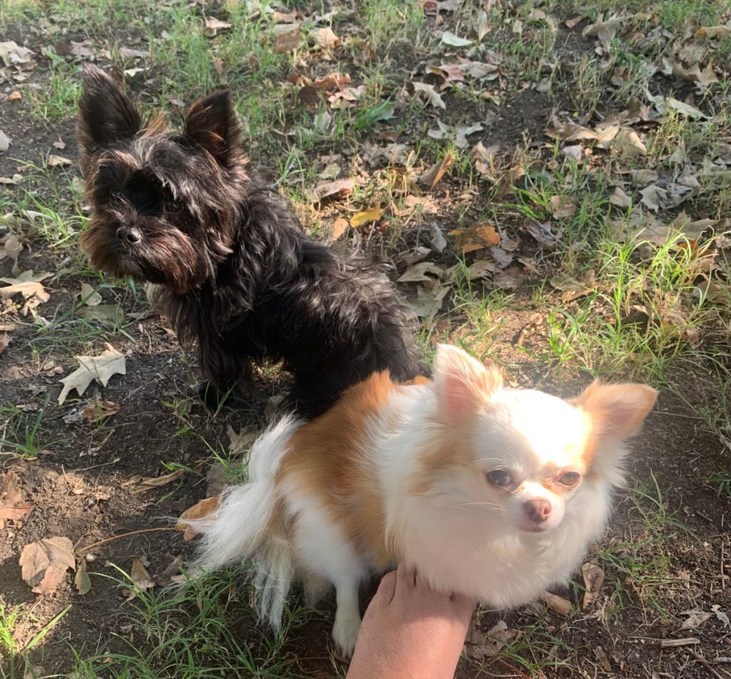 black Yorkshire terrier outside with white and tan long hair chihuahua