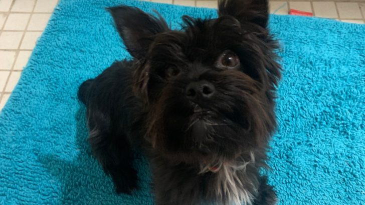 Are there Black Yorkies? What You Need to Know Before Adopting One