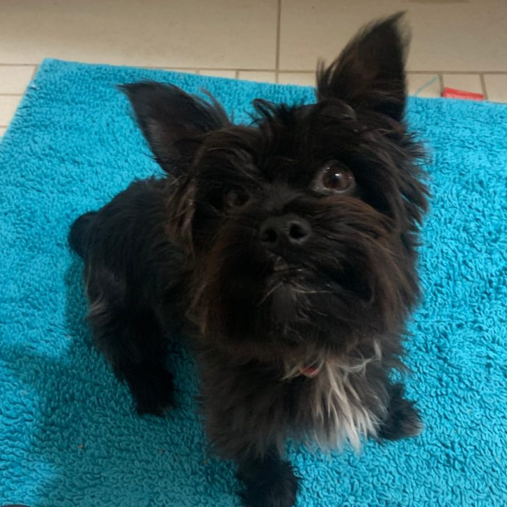 Are there Black Yorkies? What You Need to Know Before Adopting One