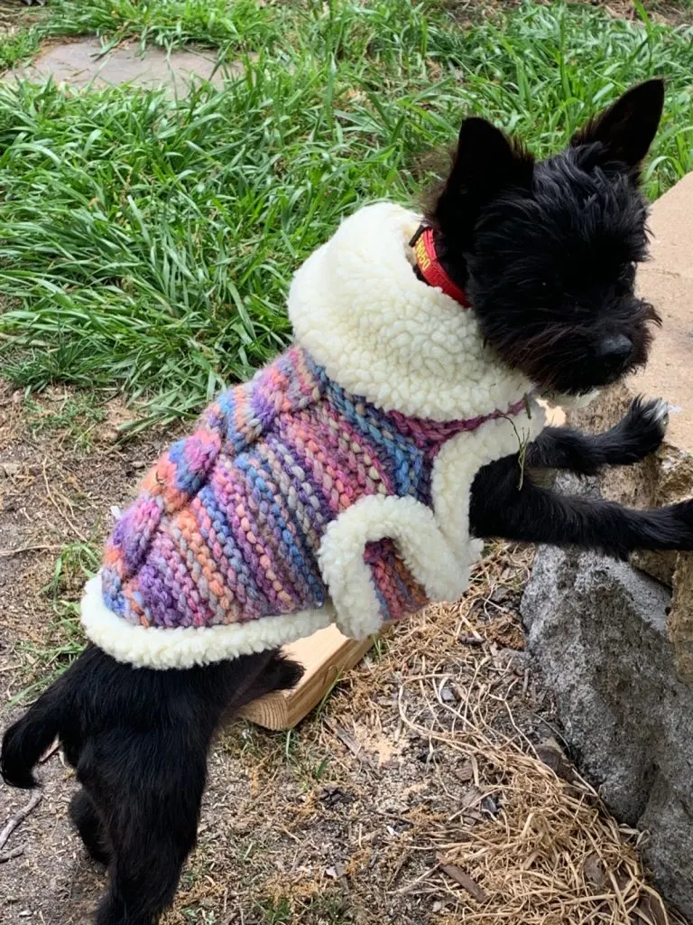 black Yorkie wearing knot coat leaning on tree in grass