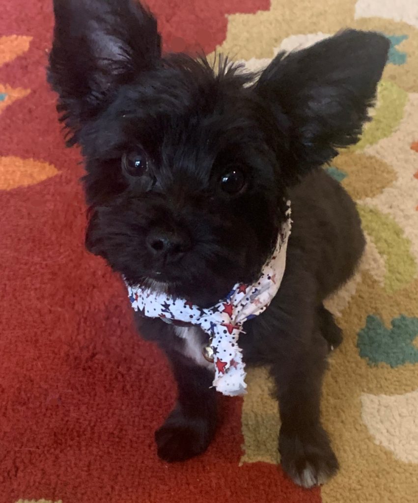 black Yorkshire terrier puppy wearing scarf on red patterned rug