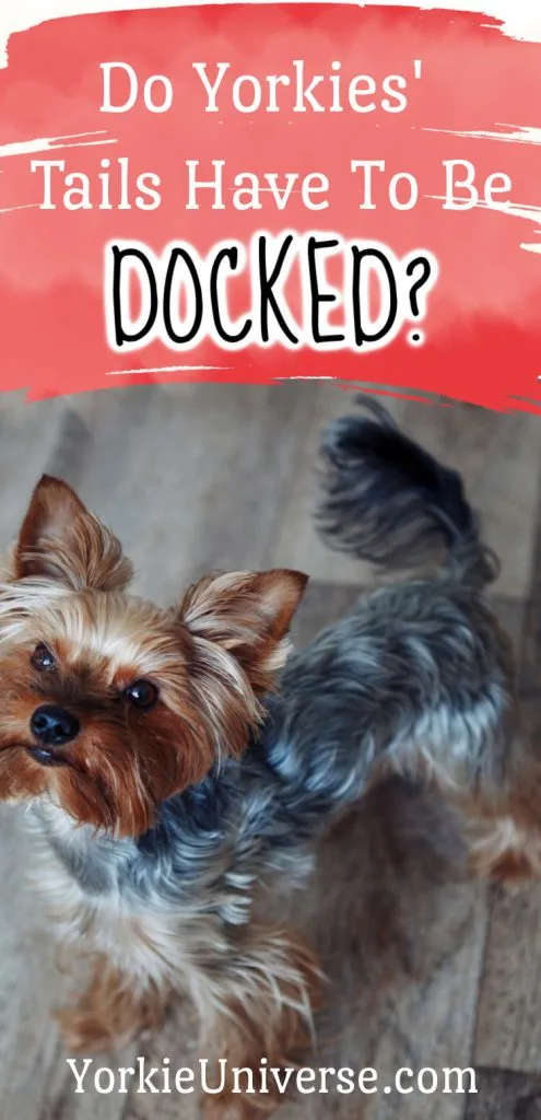​Cute Yorkie with long tail looking up​