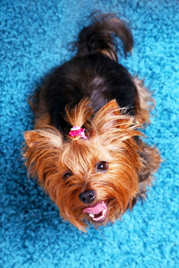 Yorkie with long tail looking up on blue rug