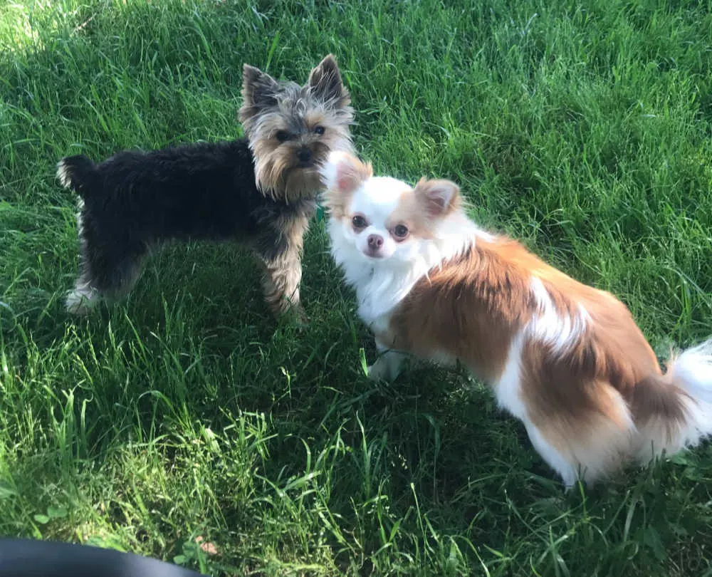 Yorkie and long hair chihuahua outside in grass
