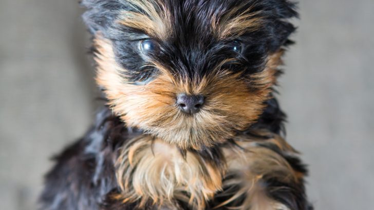 What Should I Know Before Getting a Yorkie?