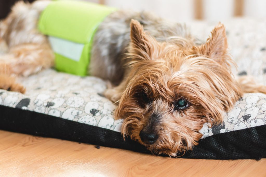 elderly Yorkie laying on dog bed wearing diaper