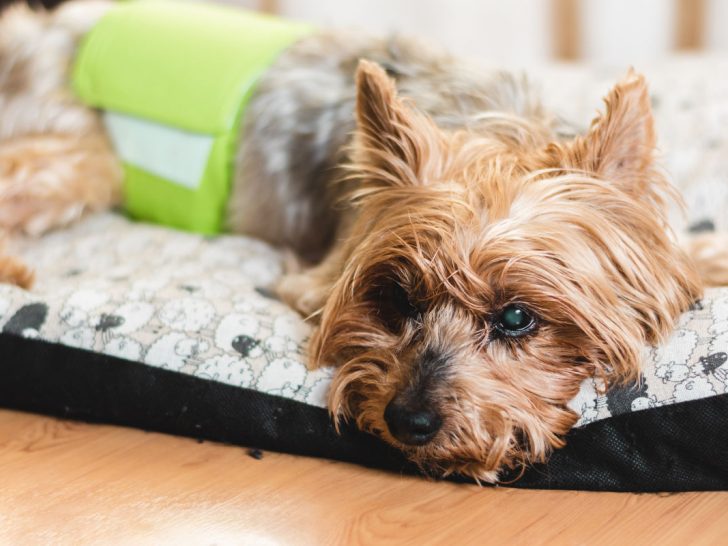 Elderly yorkie wearing a diaper laying on bed.
