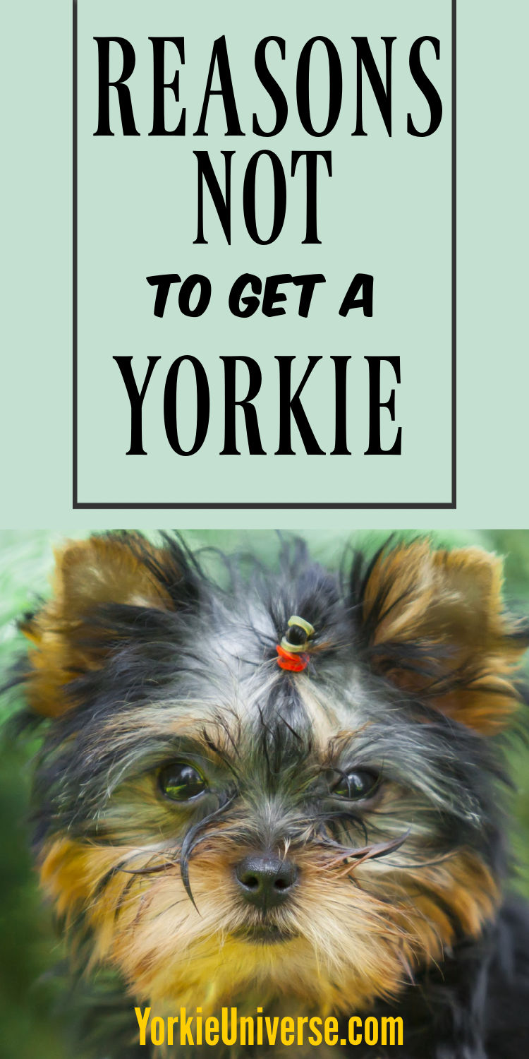 Reasons Not to Get a Yorkie Yorkie Universe