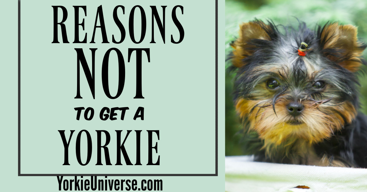 Reasons Not to Get a Yorkie Yorkie Universe