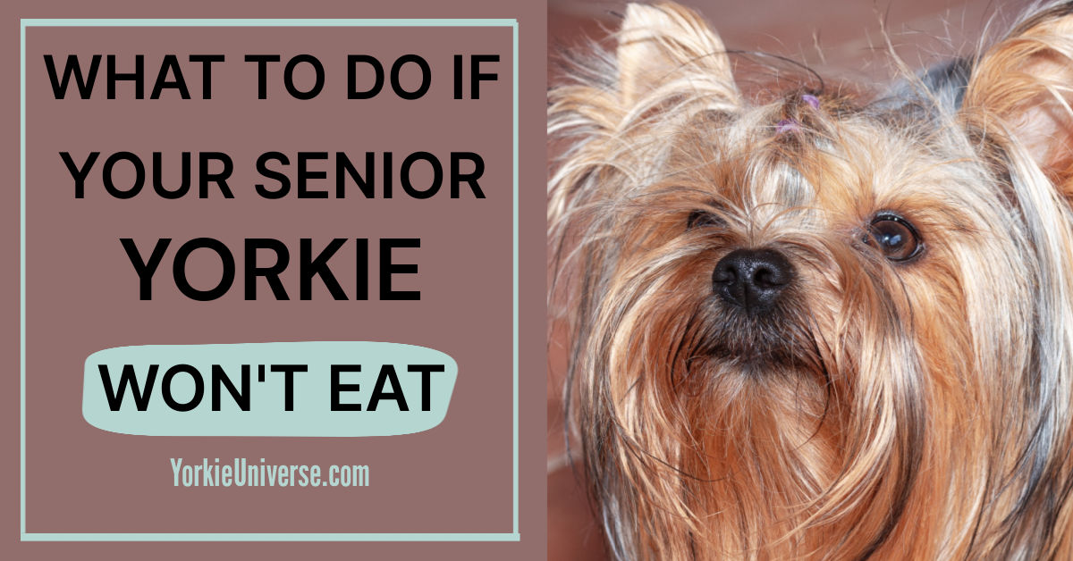 What to Do if Your Senior Yorkie Won’t Eat Yorkie Universe