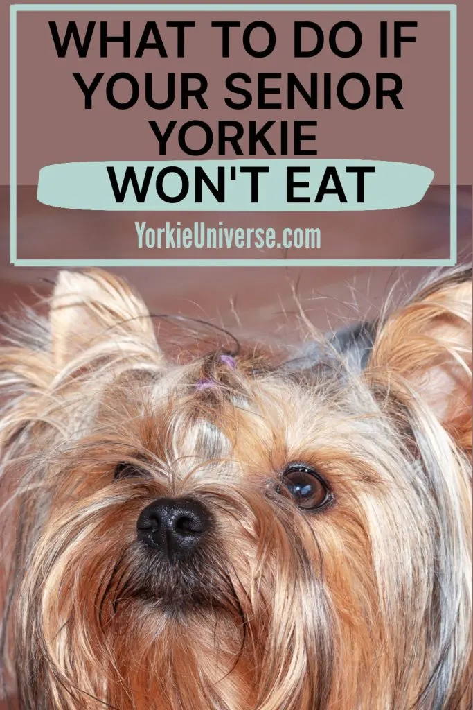yorkie face looking up