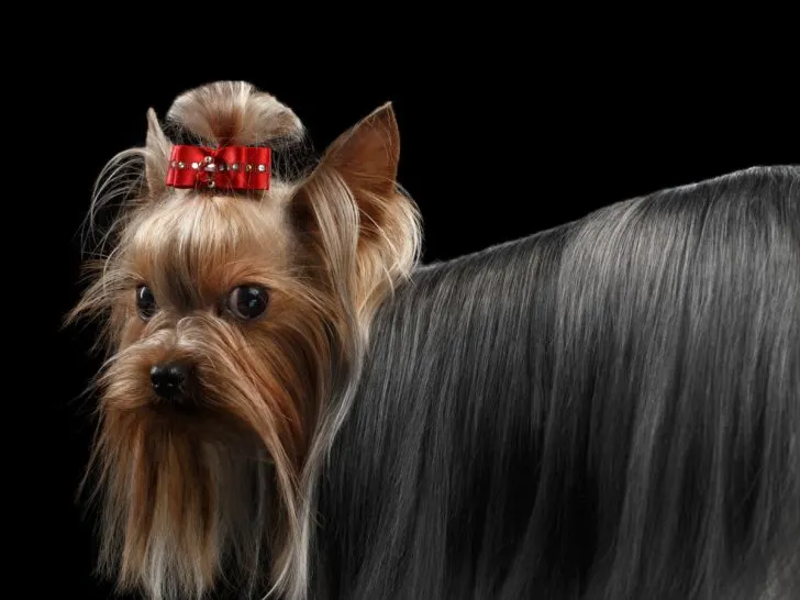 Yorkie with red bow and black background