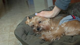 sleepy yorkie in dog bed being petted
