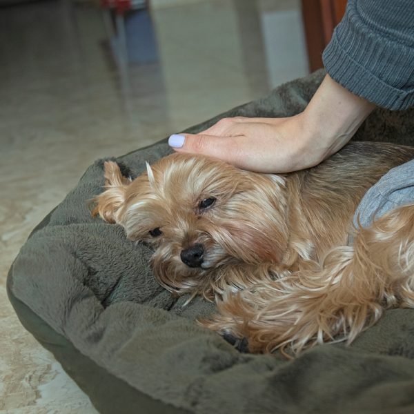 What to Do if Your Senior Yorkie Won’t Eat Yorkie Universe