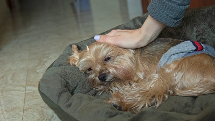 What to Do if Your Senior Yorkie Won’t Eat