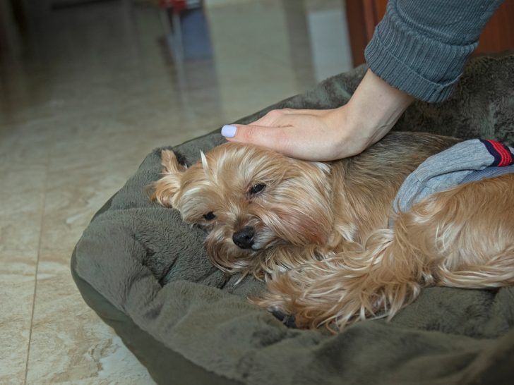 sleepy yorkie in dog bed being petted