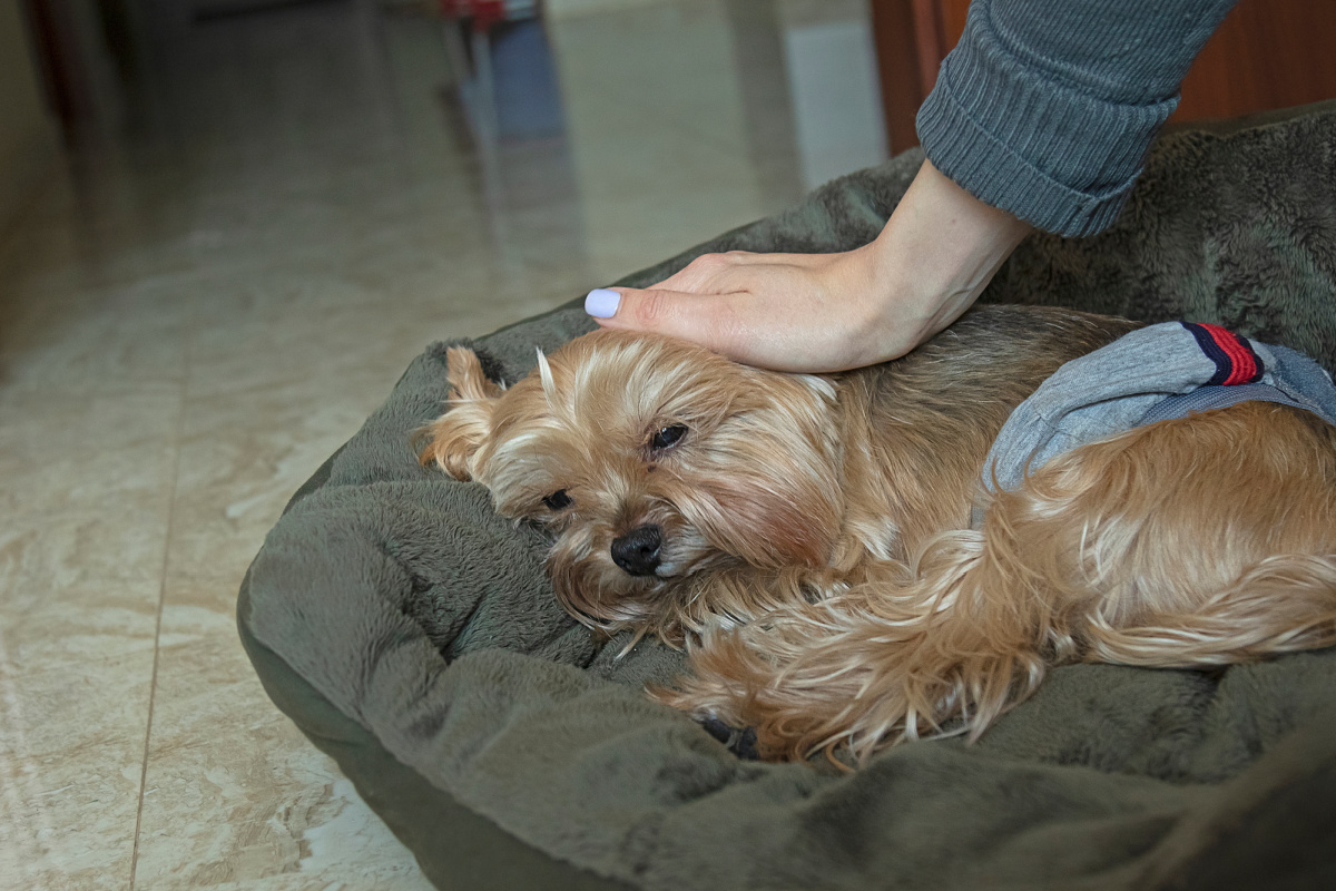 What to Do if Your Senior Yorkie Won’t Eat Yorkie Universe