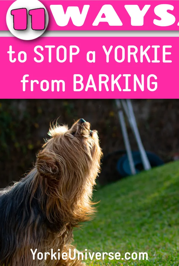 barking Yorkshire terrier outside