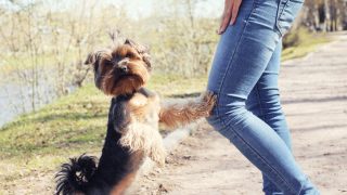 Yorkie jumping on persons legs outside