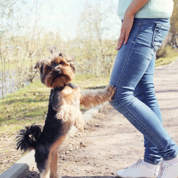 11 Ways to Stop a Yorkie From Barking Yorkie Universe