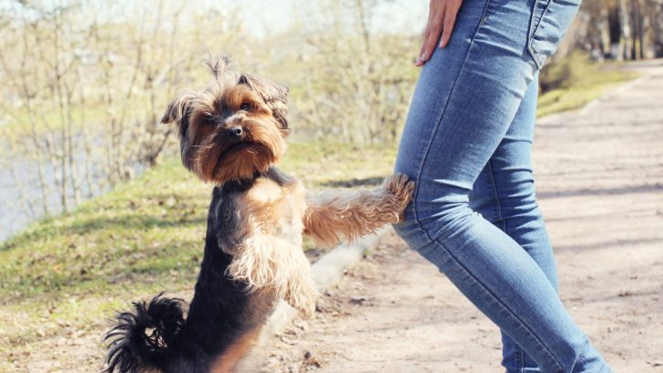 Yorkshire Terrier Training: Why They Can Be Difficult to Train