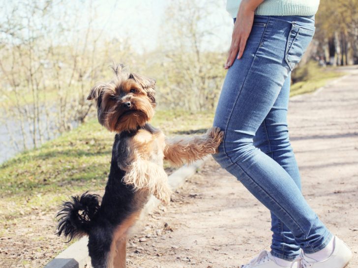 Yorkie jumping on persons legs outside