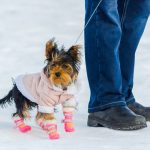 Yorkshire Terrier and its owner, snow winter background. Small, cute doggy in suit with pink boots.