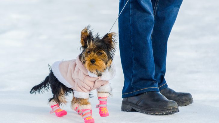 Winterizing Your Yorkie: Your Dog’s Guide to Conquering the Cold