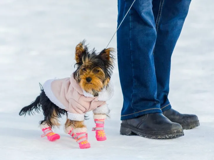 Yorkshire Terrier and its owner, snow winter background. Small, cute doggy in suit with pink boots.