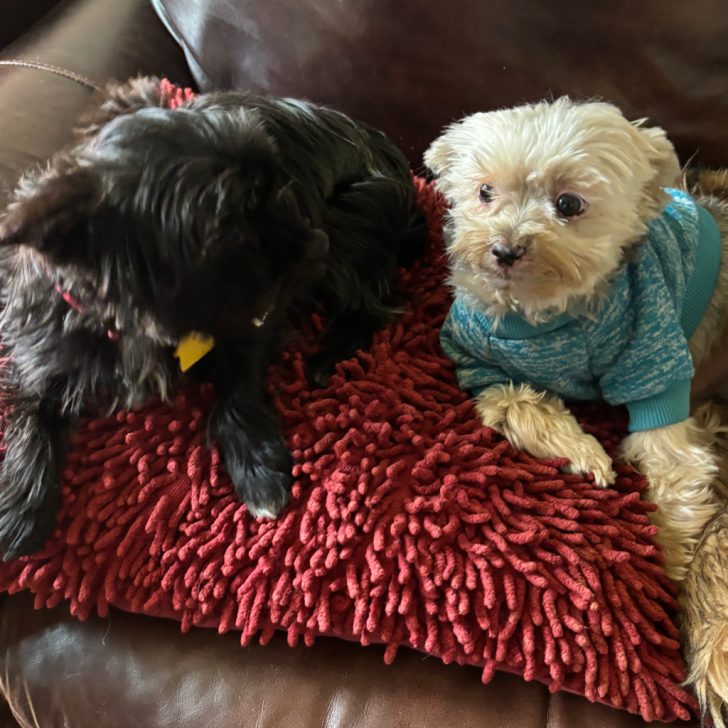 Ollie Dog Food Perfect Solution for Picky Yorkies Yorkie Universe