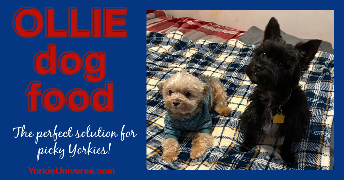 Ollie Dog Food Perfect Solution for Picky Yorkies Yorkie Universe