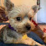 Cute Yorkshire Terrier.