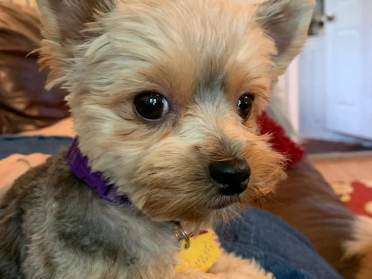 Cute Yorkshire Terrier.