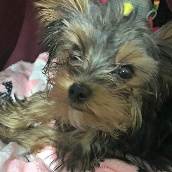 Yorkie puppy.