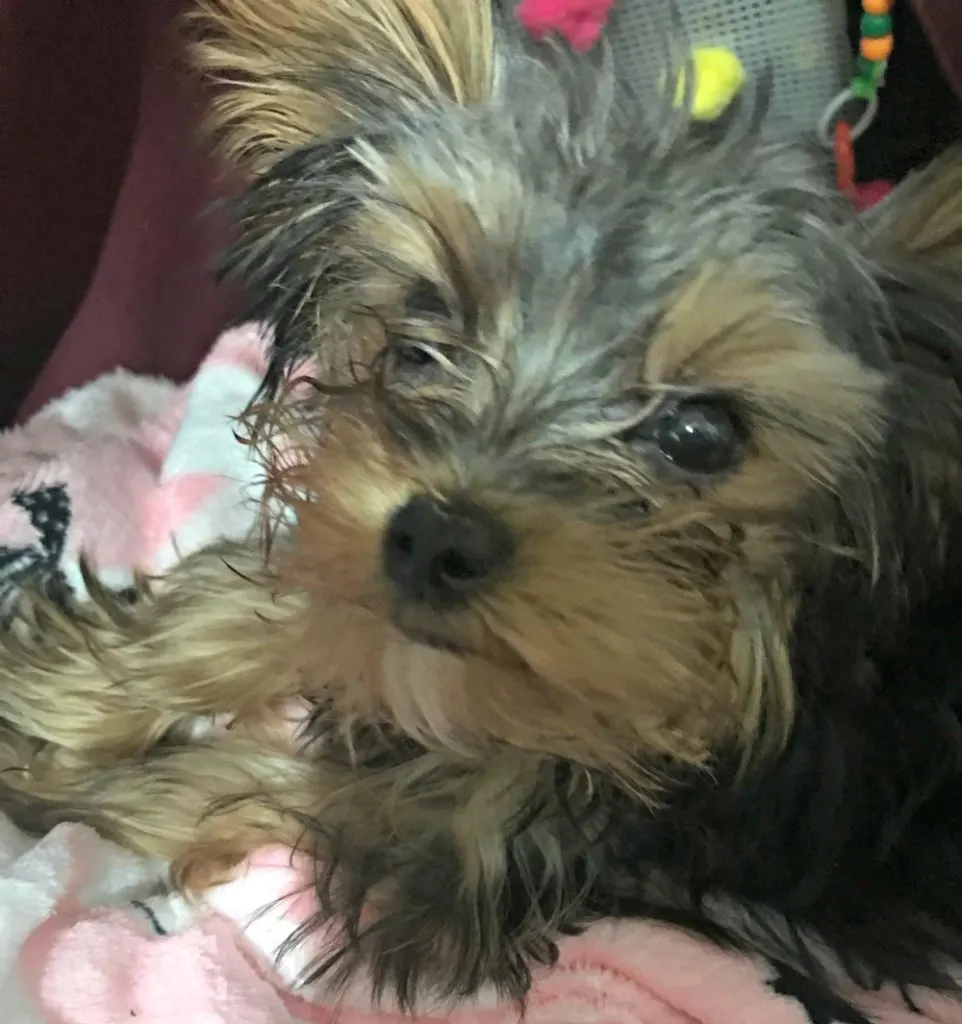 Yorkie puppy.