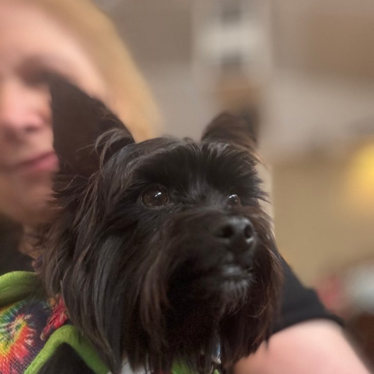 A close-up of a small black dog in a colorful harness sits before a person with light hair. The blurred background hints at the cheerful atmosphere of the Yorkie Jamboree 2024, making it a perfect moment from this lively Yorkie event.