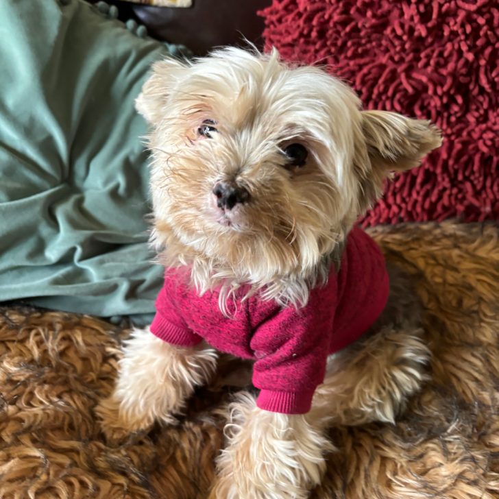 Cute Yorkie in red sweatshirt sitting on fur blanket.