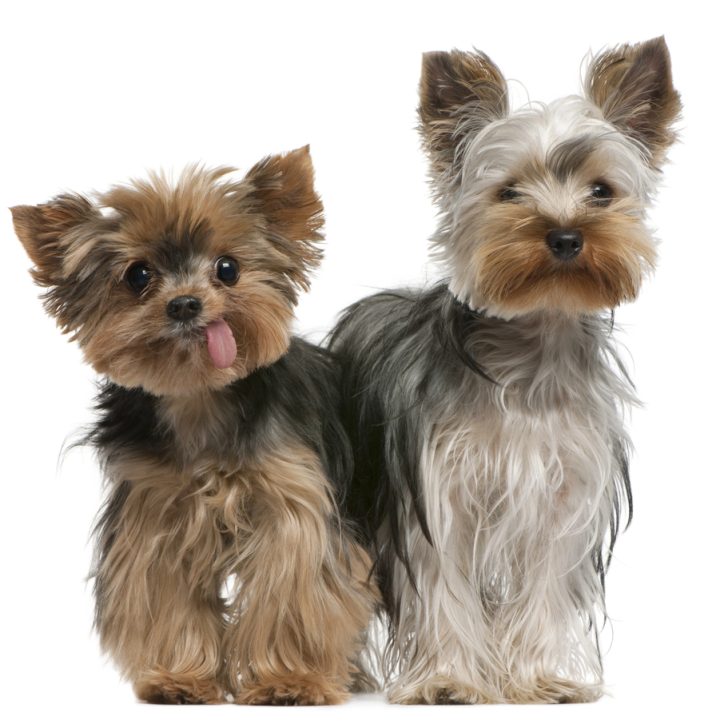 2 Yorkshire terriers standing side by side.