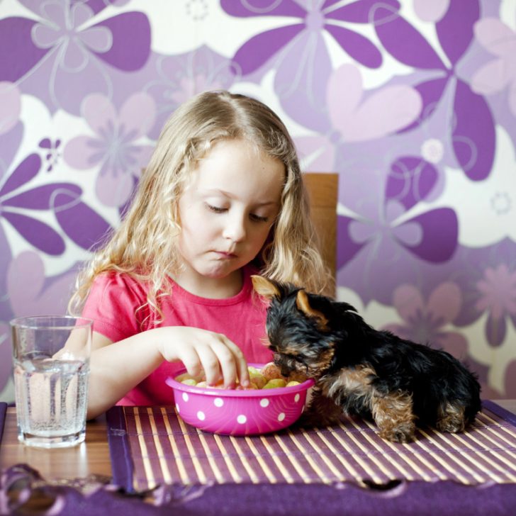 Top 10 Dangerous Foods for Yorkies