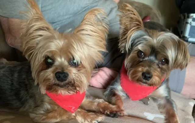 2 cute Yorkies, onw with eat down.