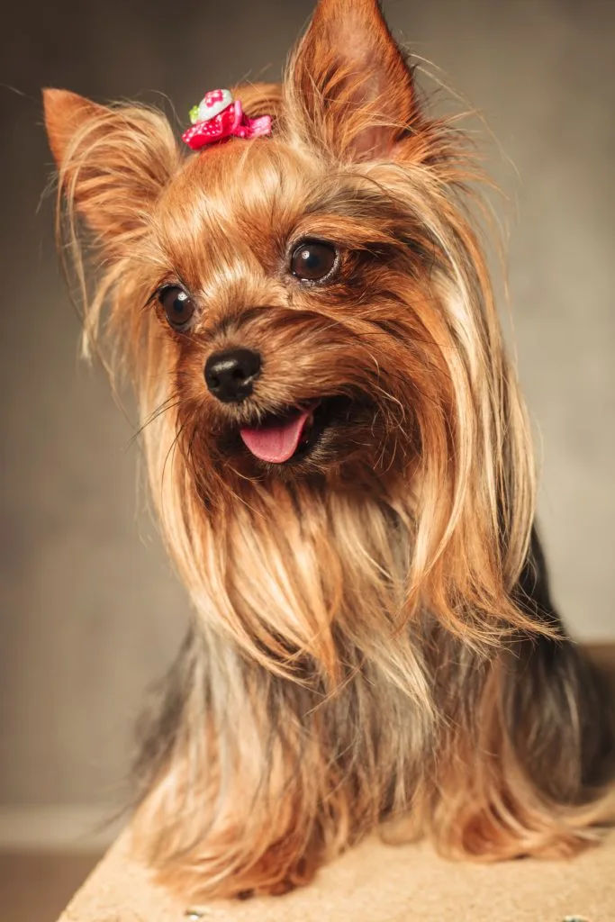 Yorkie with long hair looking off to the left.
