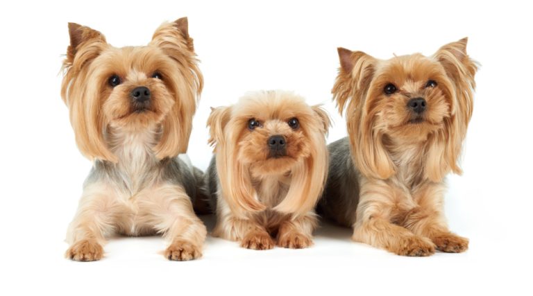 Three Yorkshire Terriers lie on white background.