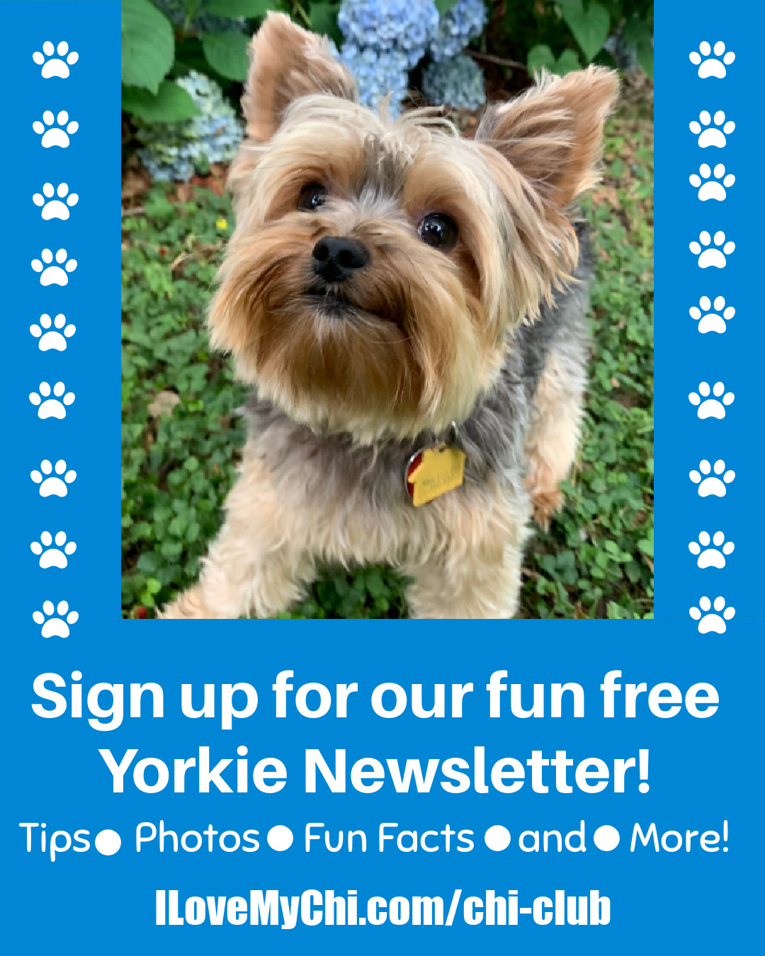 Yorkshire Terrier Newsletter Yorkie Universe yorkshire-terrier-newsletter-yorkie-universe
