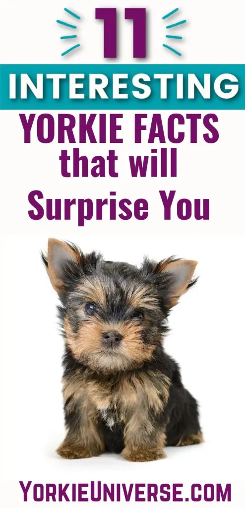 A Yorkshire terrier puppy is featured prominently, accompanied by the text "11 Interesting Yorkie Facts that will Surprise You" at the top and bottom of the image.