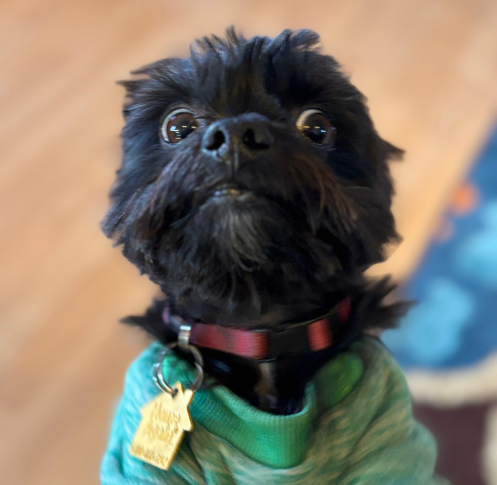 A small black dog with a fluffy face, wearing a green sweater and a red collar with a gold tag, looks up with wide eyes—showcasing classic Yorkie behavior. The background is blurred, showing a wooden floor and part of a blue rug.