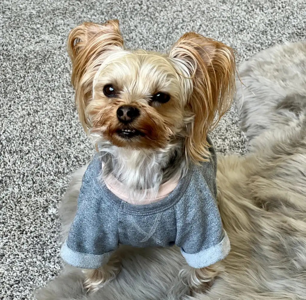 A small dog with long, light brown fur and upright ears sits on a gray shaggy rug, wearing a rolled-sleeve blue sweater and looking up at the camera—perfect for anyone interested in Yorkie training or understanding Yorkie behavior.