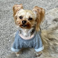 A small dog with long, light brown fur and upright ears sits on a gray shaggy rug, wearing a rolled-sleeve blue sweater and looking up at the camera—perfect for anyone interested in Yorkie training or understanding Yorkie behavior.