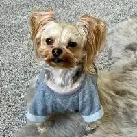 A small dog with long, light brown fur and upright ears sits on a gray shaggy rug, wearing a rolled-sleeve blue sweater and looking up at the camera—perfect for anyone interested in Yorkie training or understanding Yorkie behavior.